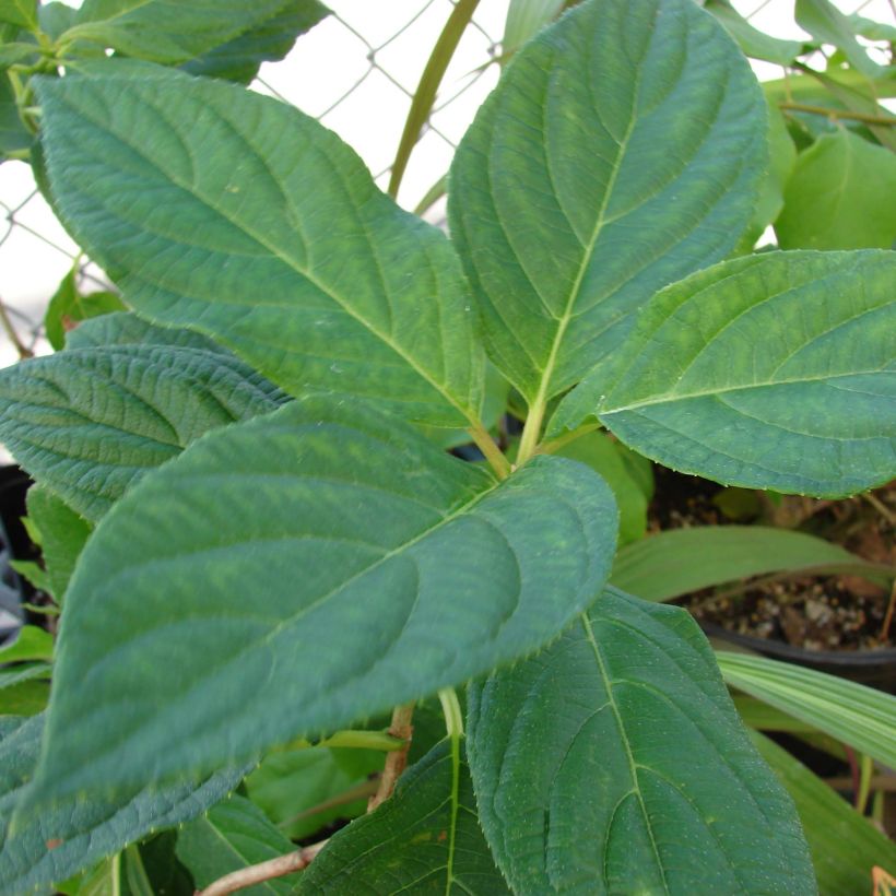 Rispenhortensie Great Star Le Vasterival - Hydrangea paniculata (Laub)