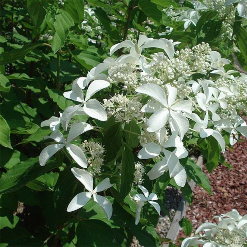 Rispenhortensie Great Star Le Vasterival - Hydrangea paniculata (Blüte)