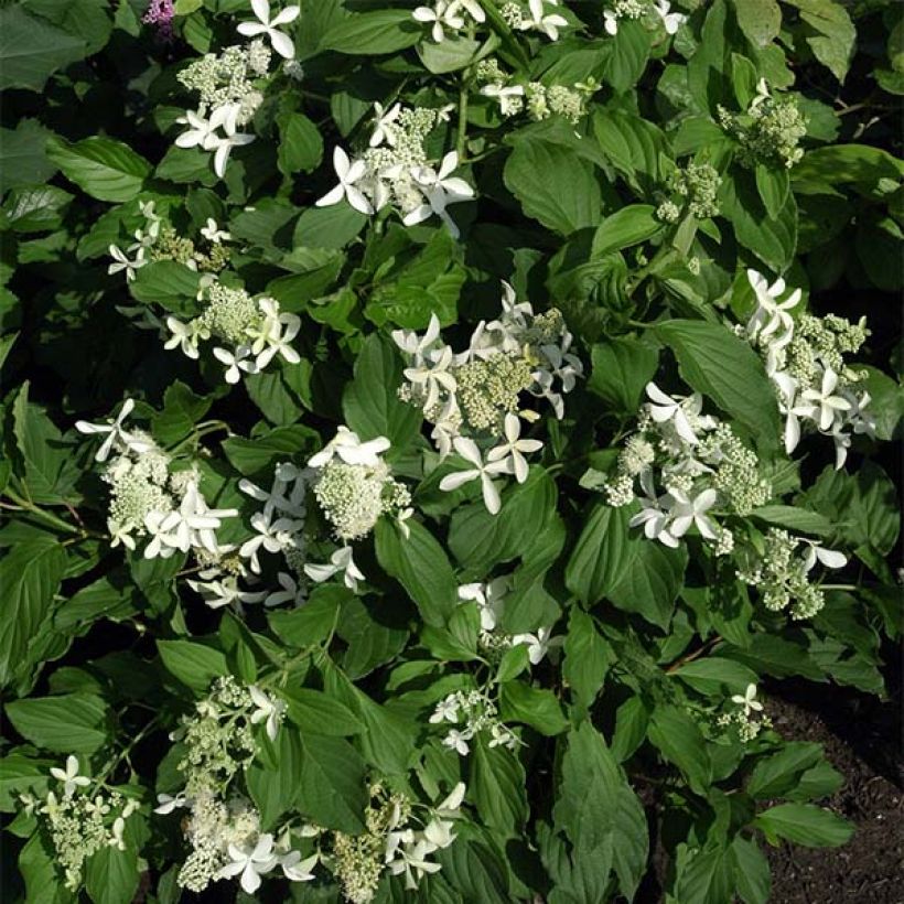 Rispenhortensie Great Star Le Vasterival - Hydrangea paniculata (Hafen)