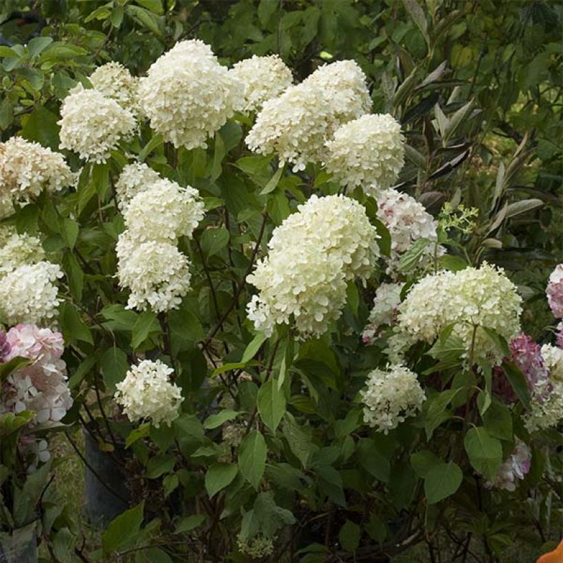 Rispenhortensie Limelight - Hydrangea paniculata (Blüte)