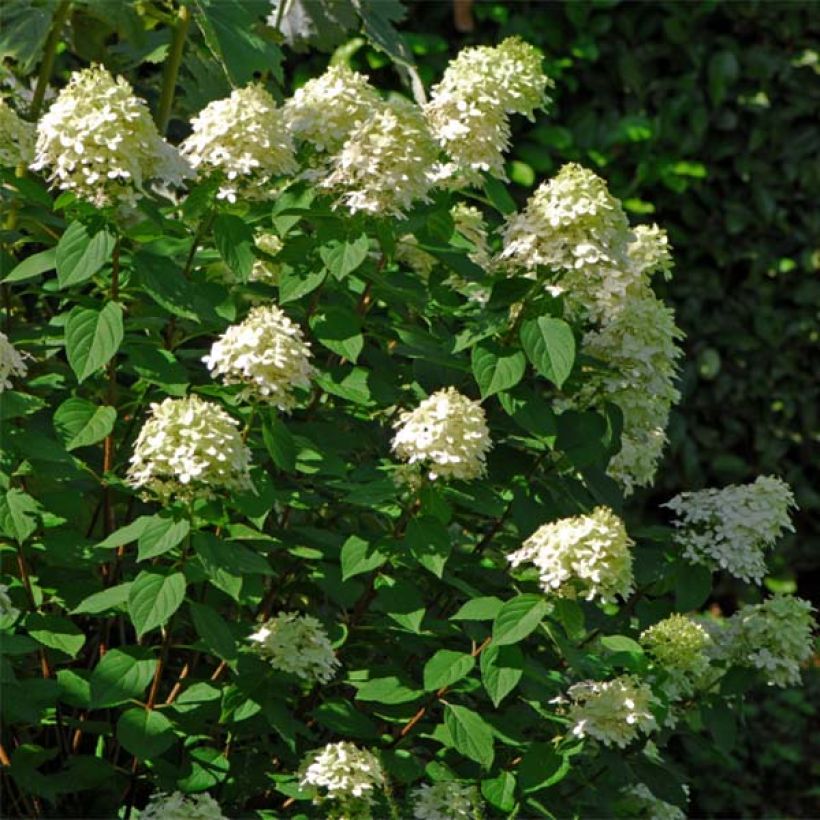 Rispenhortensie Limelight - Hydrangea paniculata (Hafen)