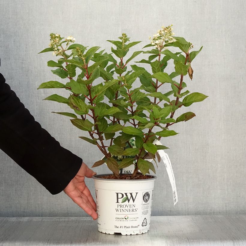 Exemplar von Rispenhortensie Little Lime® Punch Proven Winners® - Hydrangea paniculata wie im Herbst geliefert