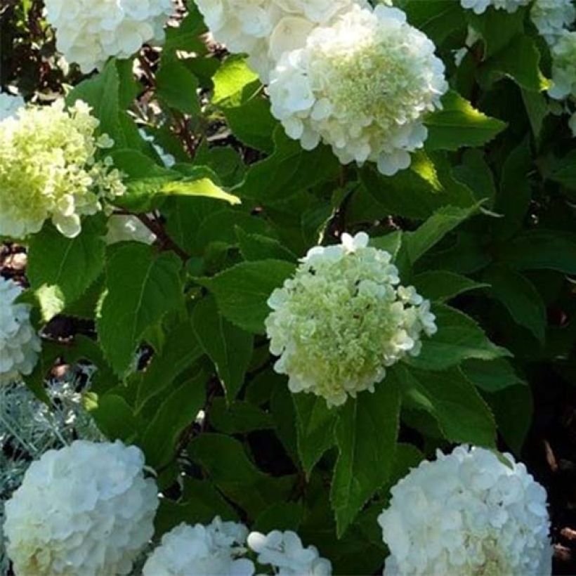 Rispenhortensie Magical Mont Blanc - Hydrangea paniculata (Laub)