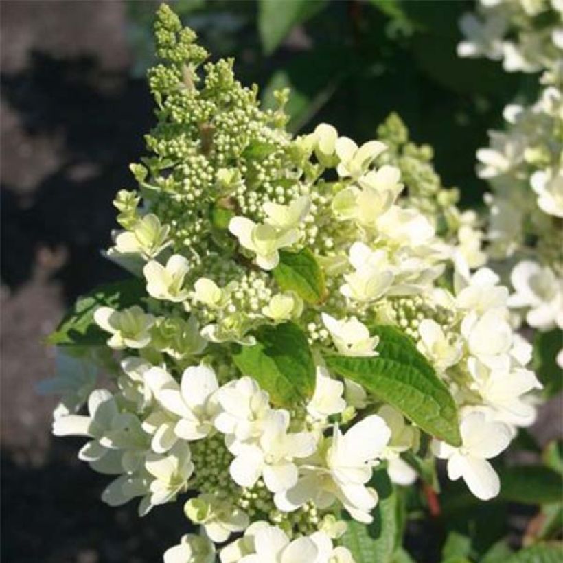 Rispenhortensie Magical Vesuvio - Hydrangea paniculata (Blüte)