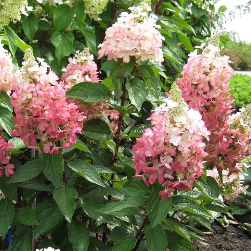 Rispenhortensie Magical Vesuvio - Hydrangea paniculata (Hafen)