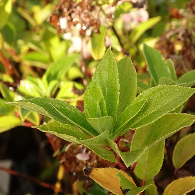 Rispenhortensie Mojito - Hydrangea paniculata (Laub)