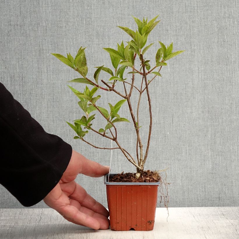 Exemplar von Rispenhortensie Mojito - Hydrangea paniculata wie im Frühjahr geliefert