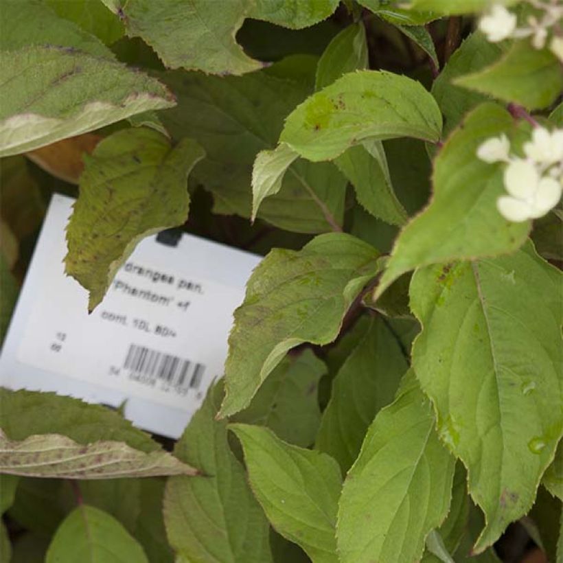 Rispenhortensie Phantom - Hydrangea paniculata (Laub)