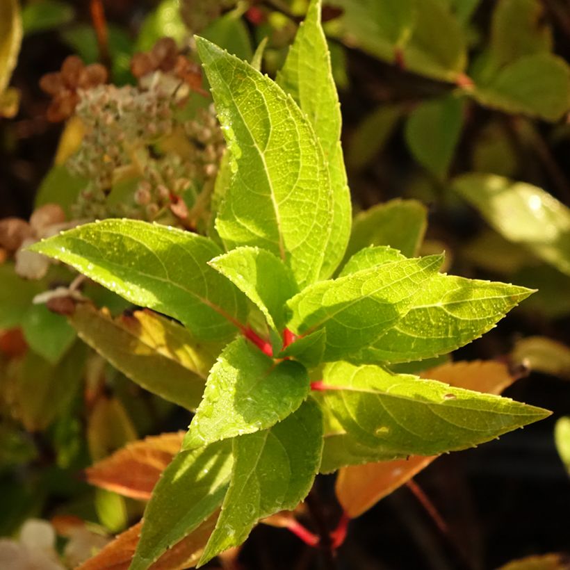 Rispenhortensie Unique - Hydrangea paniculata (Laub)