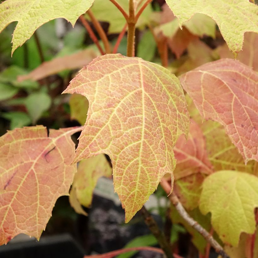 Eichenblatt-Hortensie Amethyst - Hydrangea quercifolia (Laub)