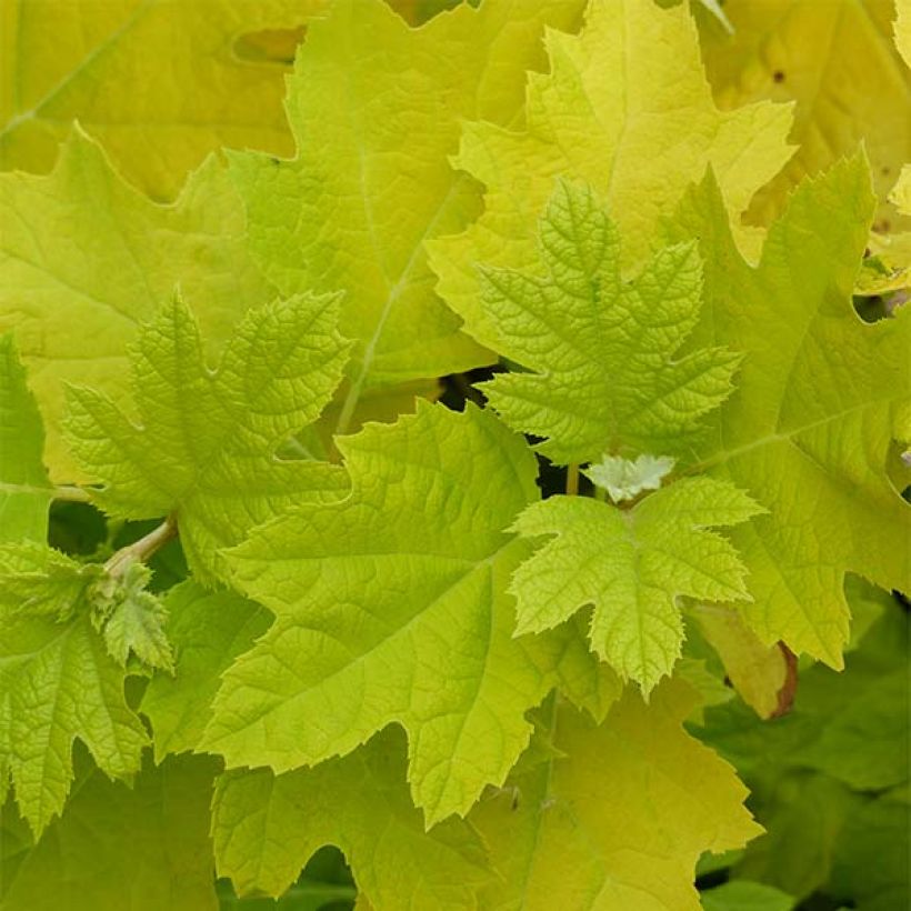 Eichenblatt-Hortensie Little Honey - Hydrangea quercifolia (Laub)