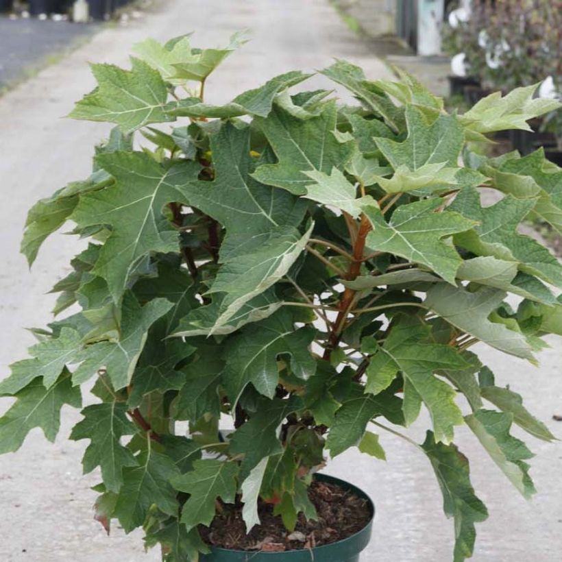 Eichenblatt-Hortensie Munchkin - Hydrangea quercifolia (Hafen)