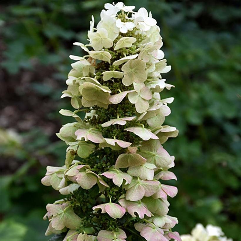 Eichenblatt-Hortensie Munchkin - Hydrangea quercifolia (Blüte)