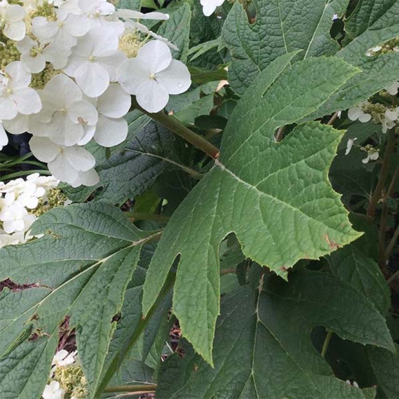 Eichenblatt-Hortensie Snow Queen - Hydrangea quercifolia (Laub)