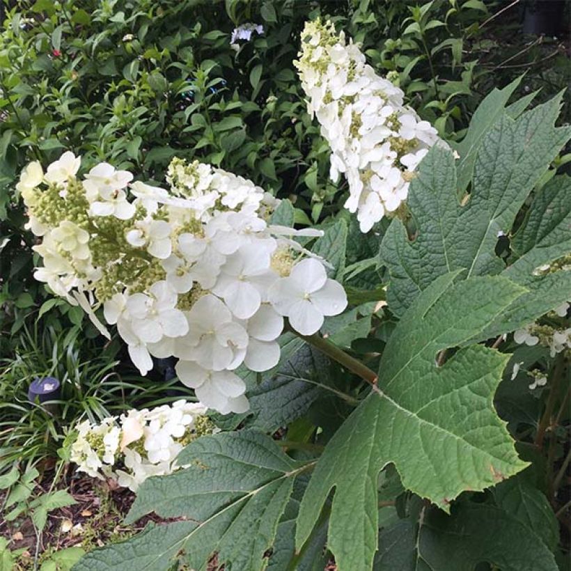 Eichenblatt-Hortensie Snow Queen - Hydrangea quercifolia (Hafen)