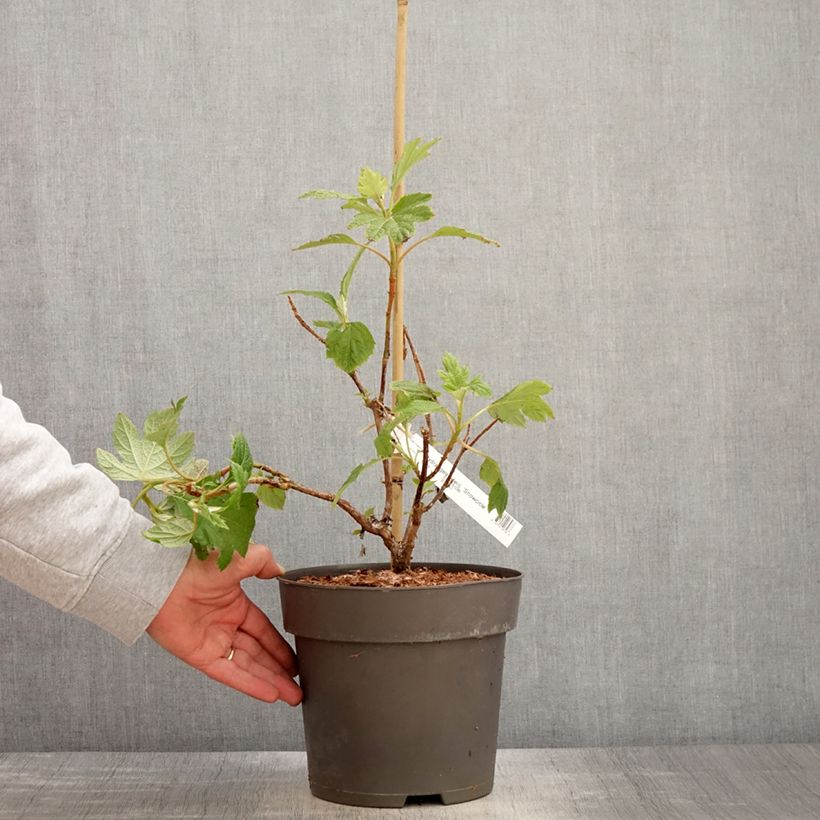 Exemplar von Eichenblatt-Hortensie Snowcicle - Hydrangea quercifolia Topf mit 4L/5LGelieferte Höhe ca. 40/60cm wie im Frühjahr geliefert