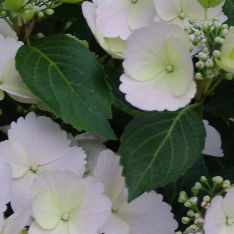 Hydrangea Runaway Bride - Girlanden-Hortensie (Laub)