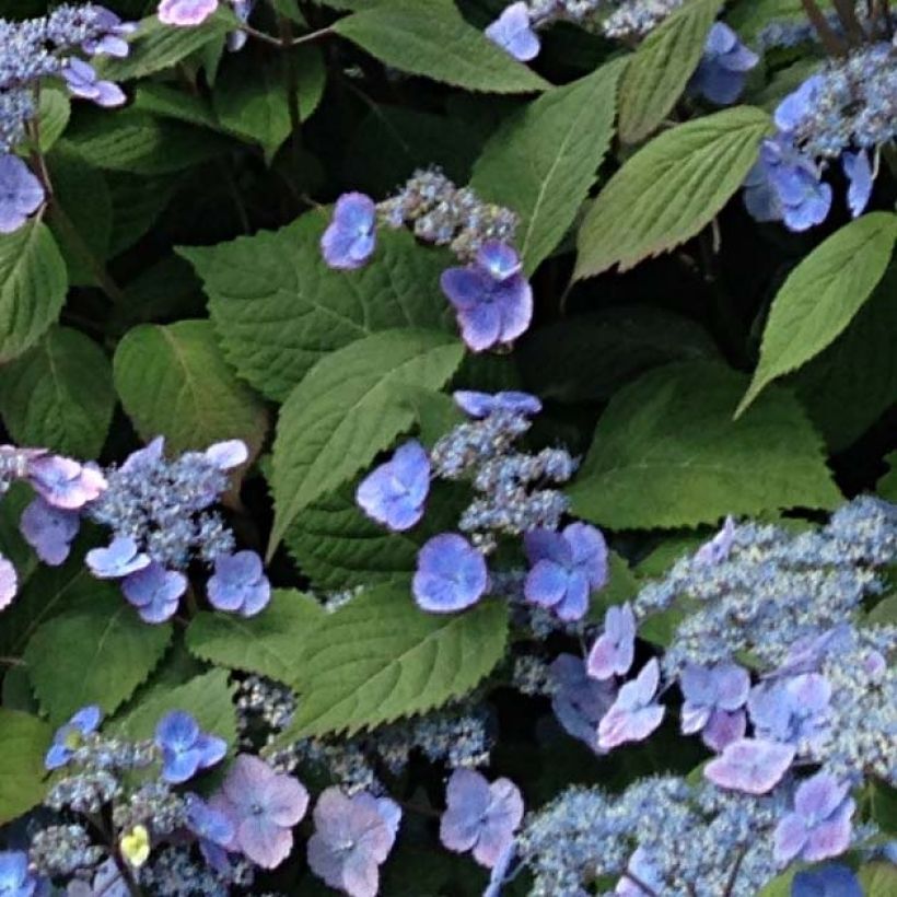 Hydrangea serrata Veerle - Tellerhortensie (Laub)