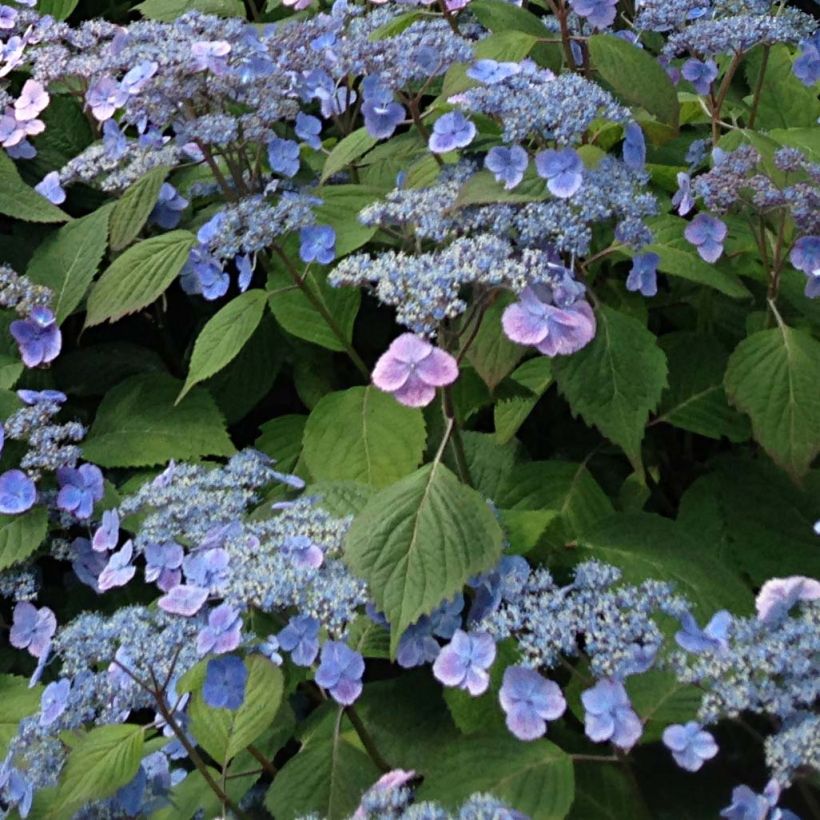 Hydrangea serrata Veerle - Tellerhortensie (Blüte)