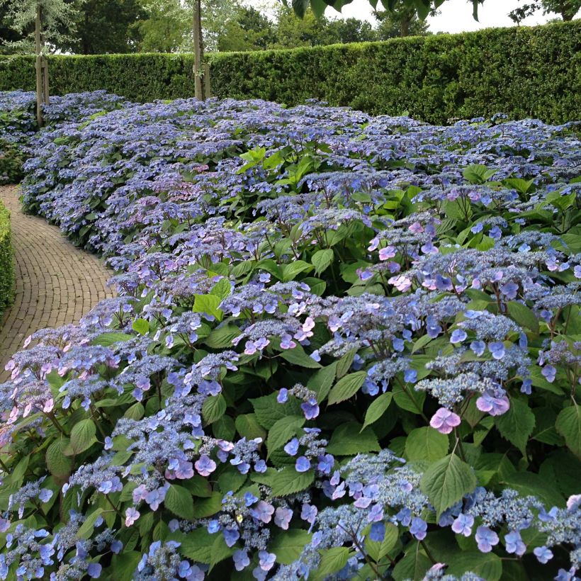 Hydrangea serrata Veerle - Tellerhortensie (Hafen)