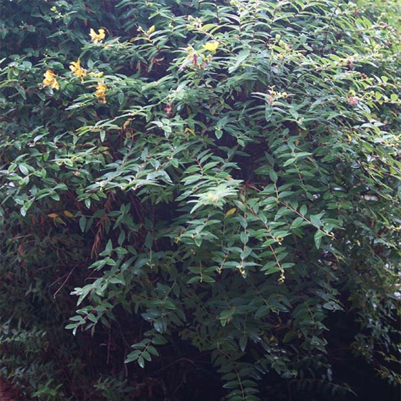 Hypericum calycinum - Kelchiges Johanniskraut (Laub)