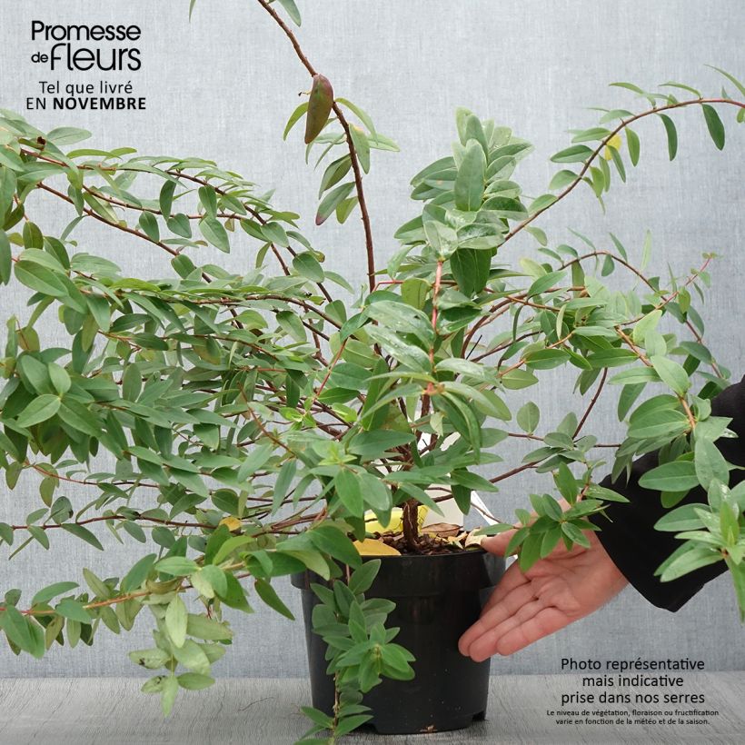 Exemplar von Hypericum dummeri Peter Dummer - Millepertuis  Pot de 3L/4L wie im Herbst geliefert