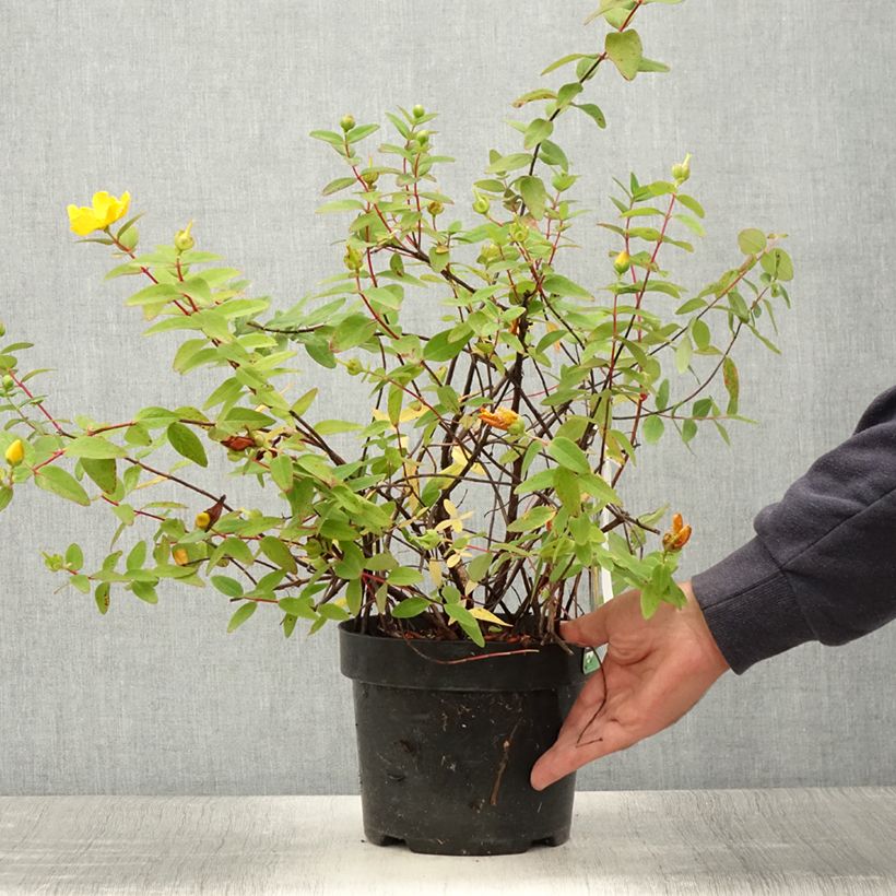 Exemplar von Hypericum dummeri Peter Dummer - Millepertuis  Pot de 3L/4L wie im Sommer geliefert