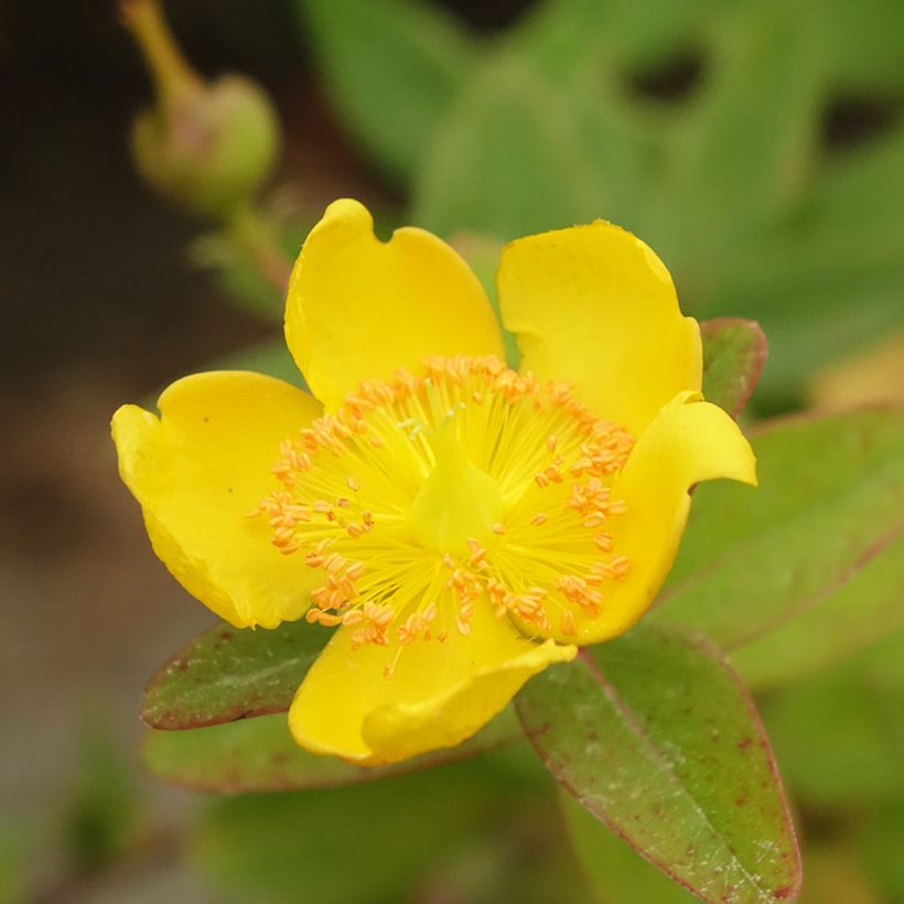 Hypericum dummeri Peter Dummer - Johanniskraut (Blüte)