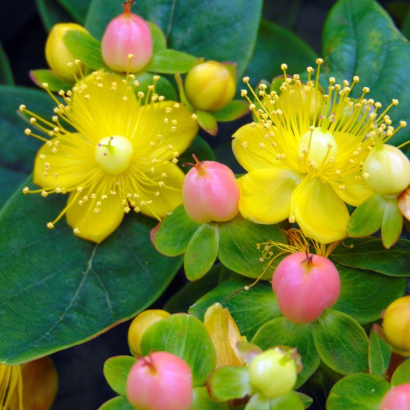 Hypericum Magical Beauty Kolmbeau - Johanniskraut (Blüte)