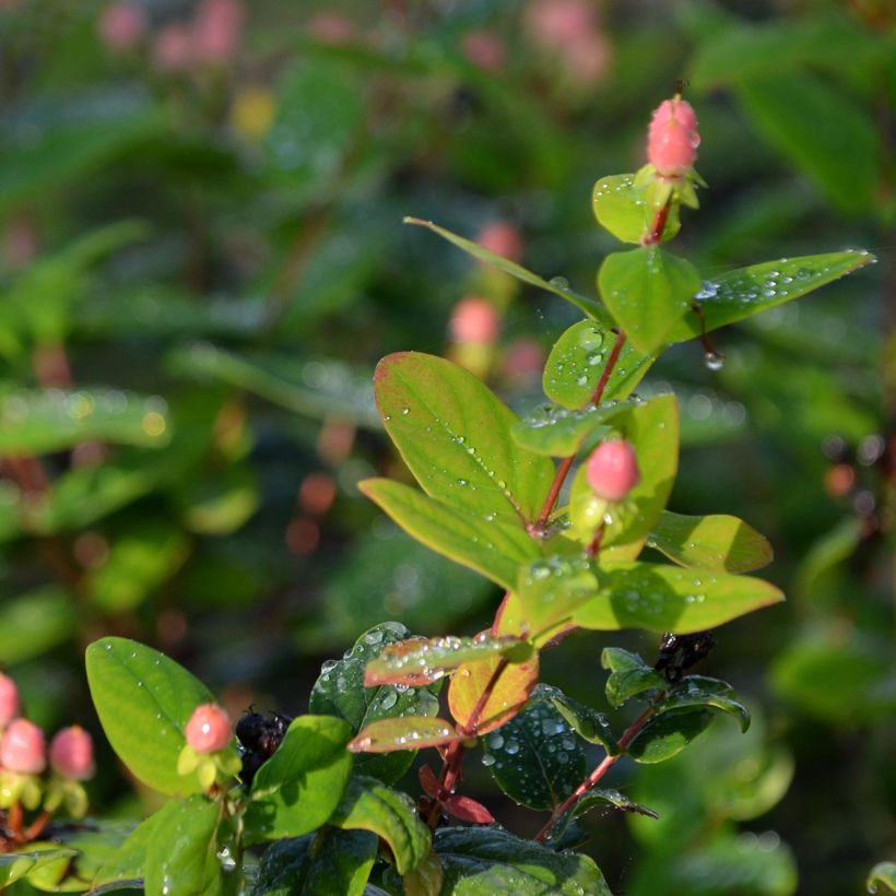 Hypericum Magical Beauty Kolmbeau - Johanniskraut (Laub)