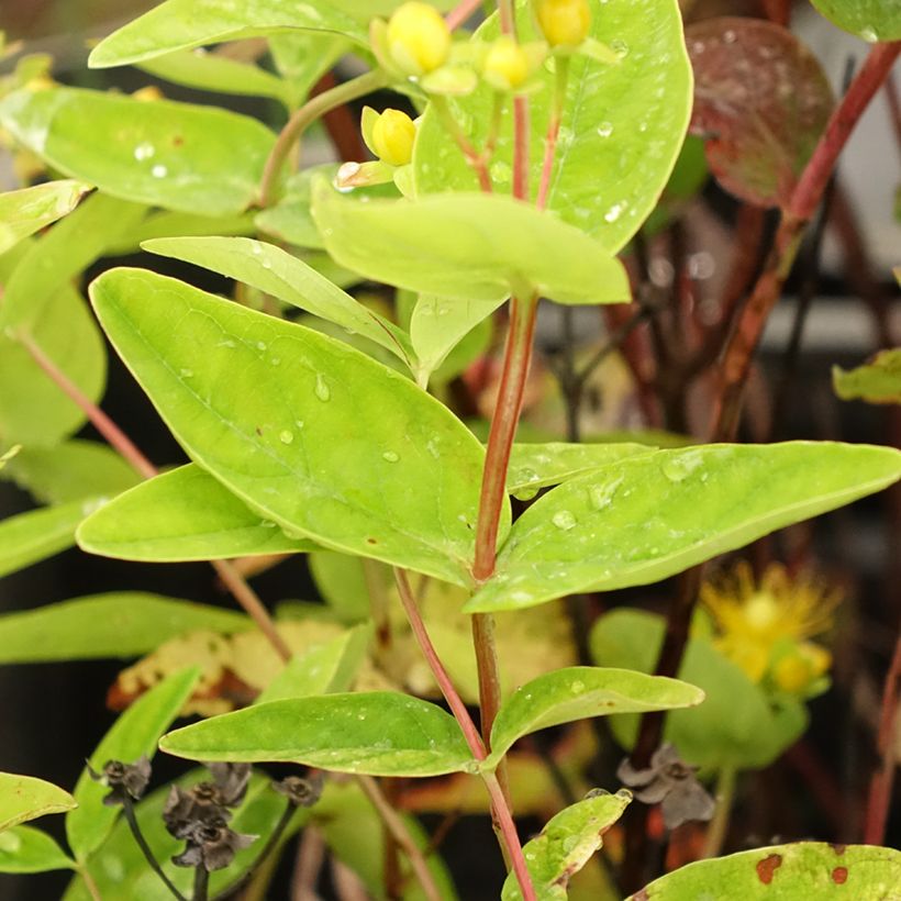 Hypericum Magical Red Flame - Johanniskraut (Laub)