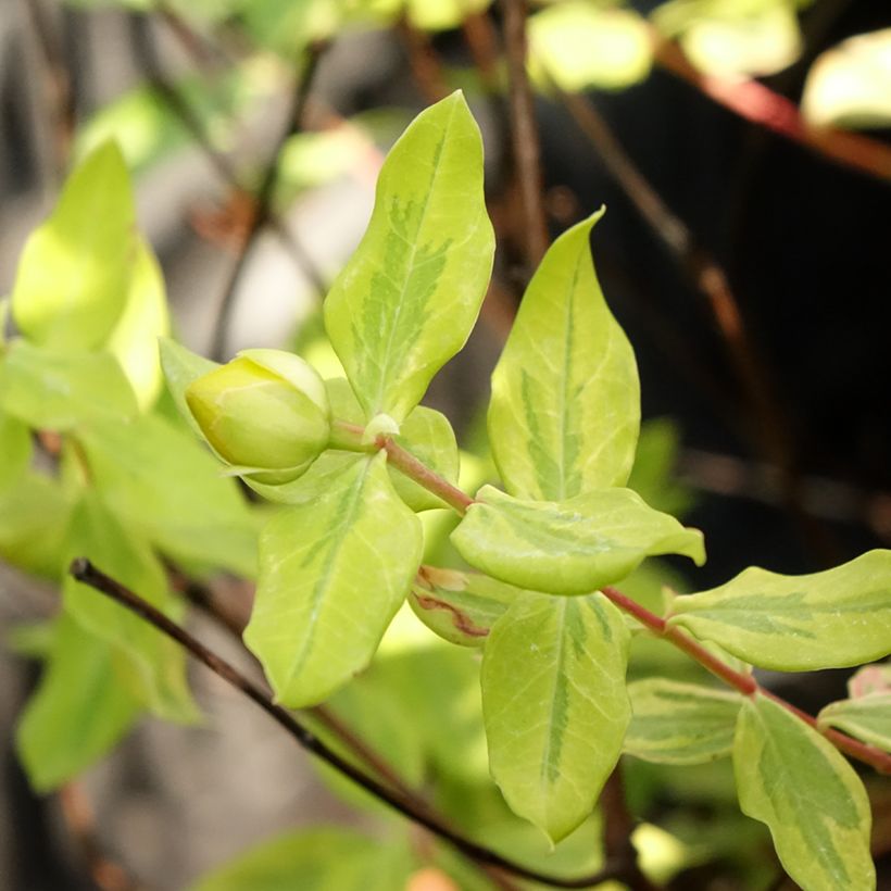 Hypericum moserianum Little Misstery - Johanniskraut (Laub)