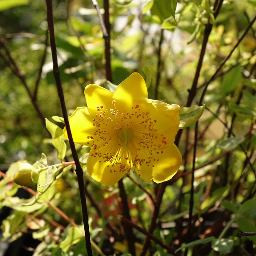 Hypericum moserianum Little Misstery - Johanniskraut (Blüte)