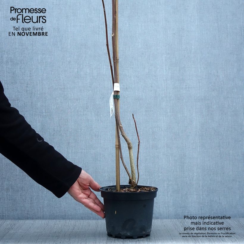 Exemplar von Idesia polycarpa - Pot de 2L/3L wie im Herbst geliefert