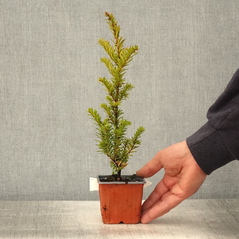 Exemplar von If commun - Taxus baccata Kupfergold - Godet de 8/9 cm wie im Frühjahr geliefert