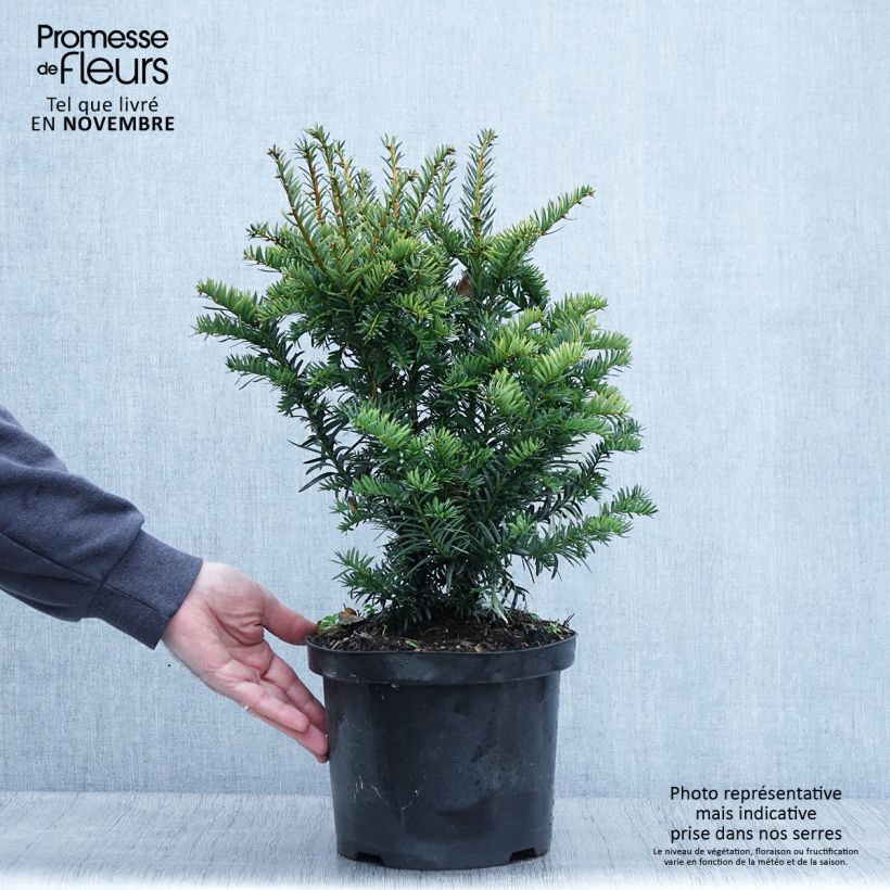 Exemplar von If commun - Taxus baccata Kupfergold Pot de 4L/5L wie im Herbst geliefert