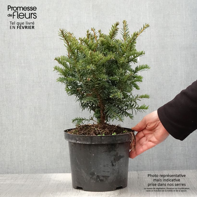 Exemplar von If commun - Taxus baccata Kupfergold Pot de 4L/5L wie im Winter geliefert