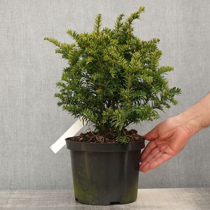 Exemplar von Eibe Kupfergold - Taxus baccata Topf mit 4L/5LGelieferte Höhe ca. 30/40cm wie im Frühjahr geliefert