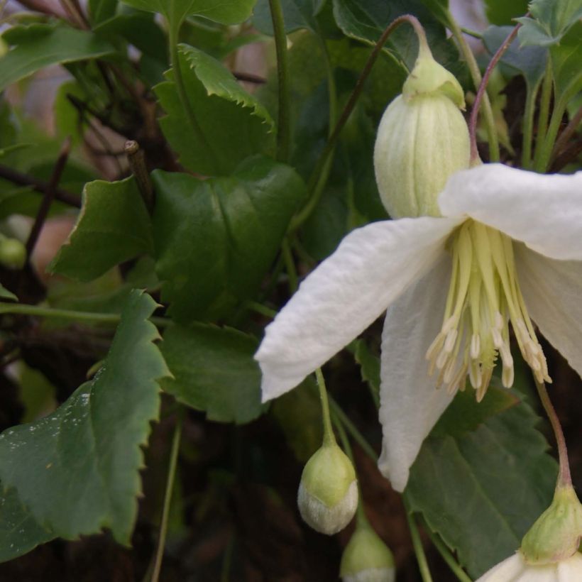 Clematis cirrhosa Jingle Bells - Waldrebe (Laub)