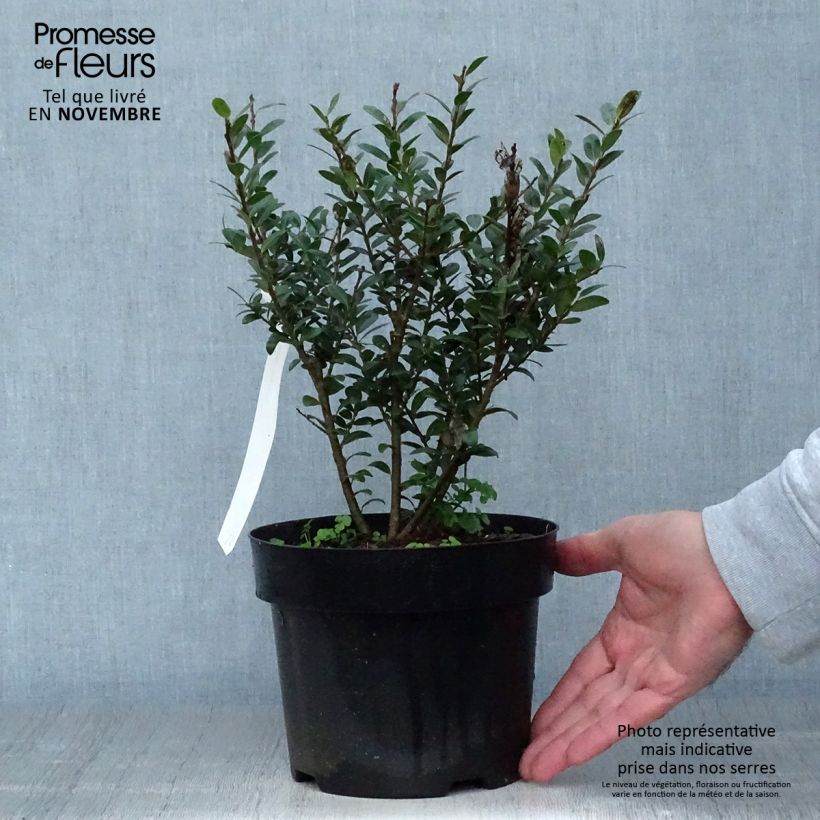 Exemplar von Ilex crenata Caroline Upright - Houx crénelé Pot de 2L/3L wie im Herbst geliefert