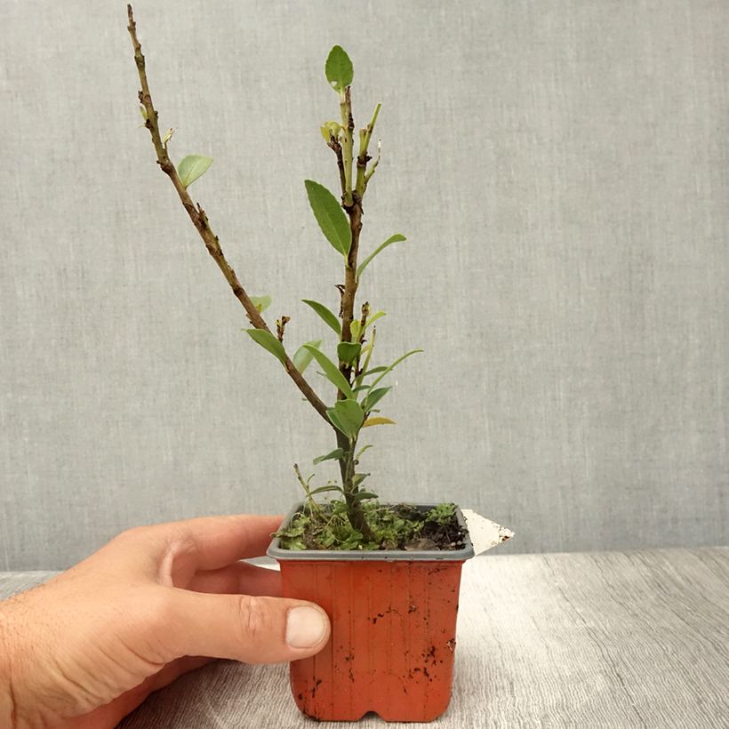 Exemplar von Ilex maximowicziana Kanehirae - Houx Mutchagara  - Godet de 8/9 cm wie im Sommer geliefert