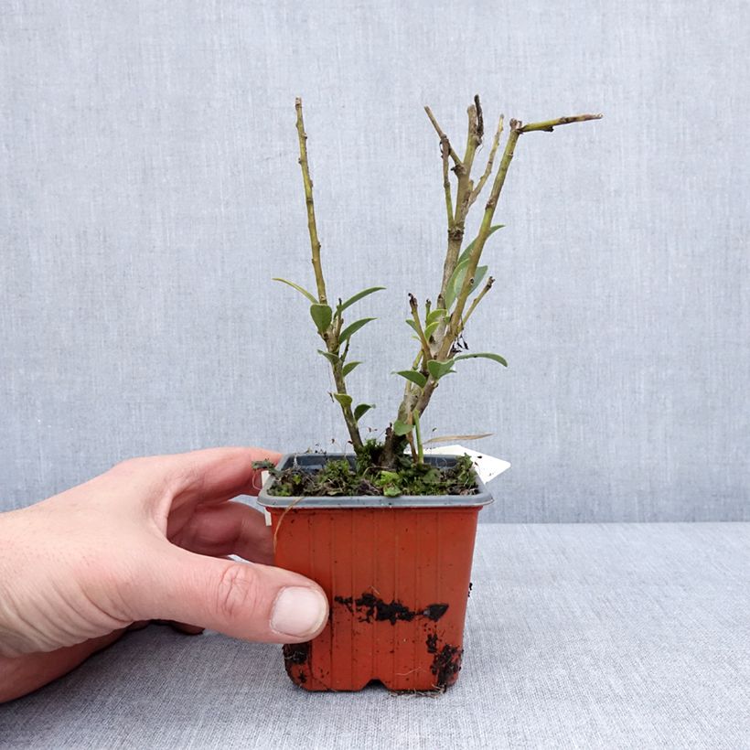 Exemplar von Ilex maximowicziana Kanehirae - Stechpalme Kleine Töpfe von 8/9 cm wie im Winter geliefert