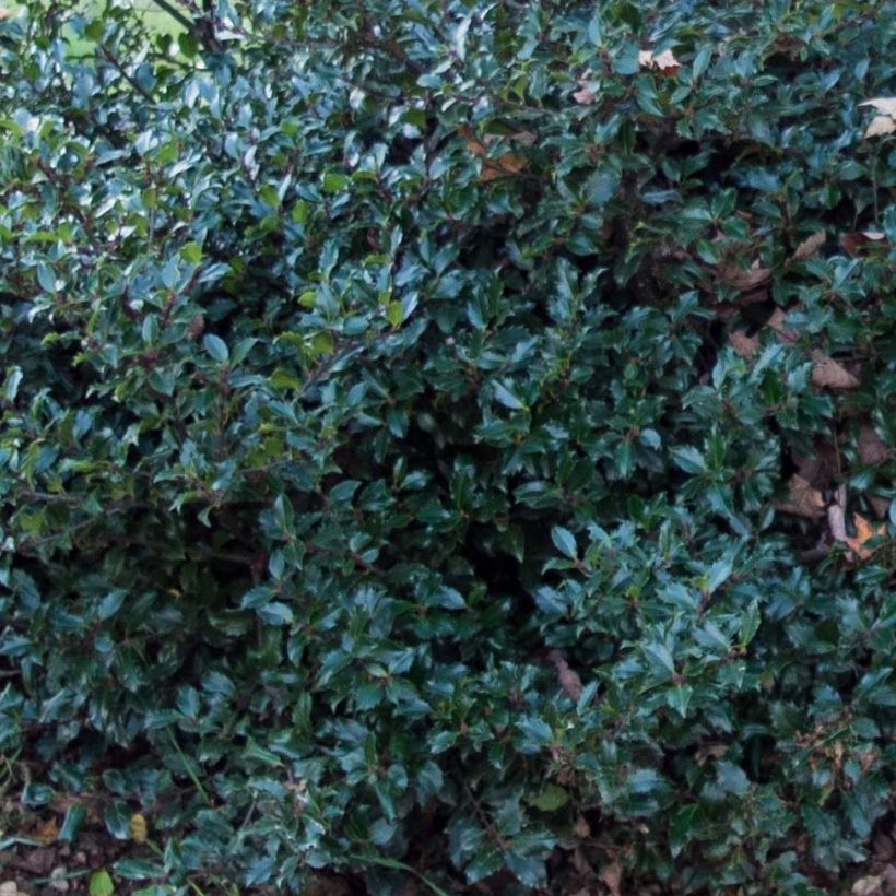 Stechpalme Blue Prince - Ilex meserveae (Laub)