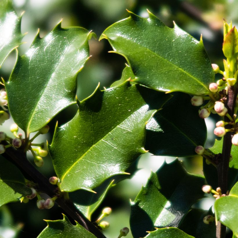 Stechpalme Heckenstar - Ilex meserveae (Laub)