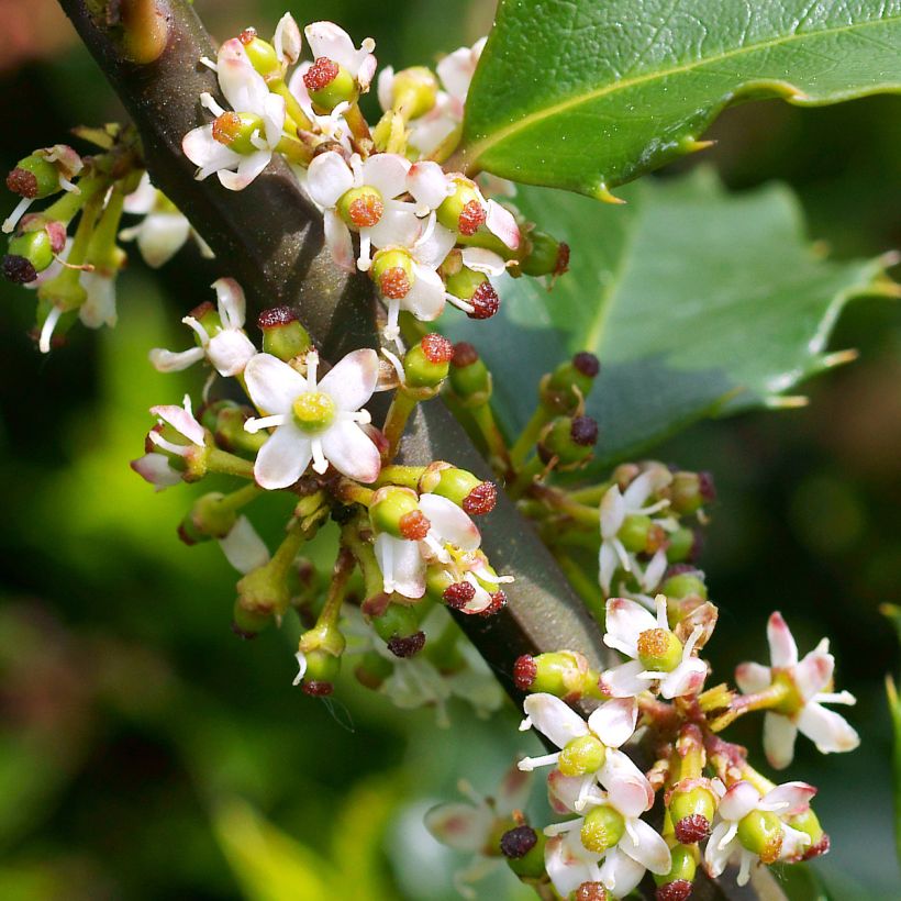 Stechpalme Heckenstar - Ilex meserveae (Blüte)