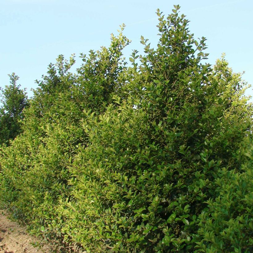 Stechpalme Heckenstar - Ilex meserveae (Hafen)