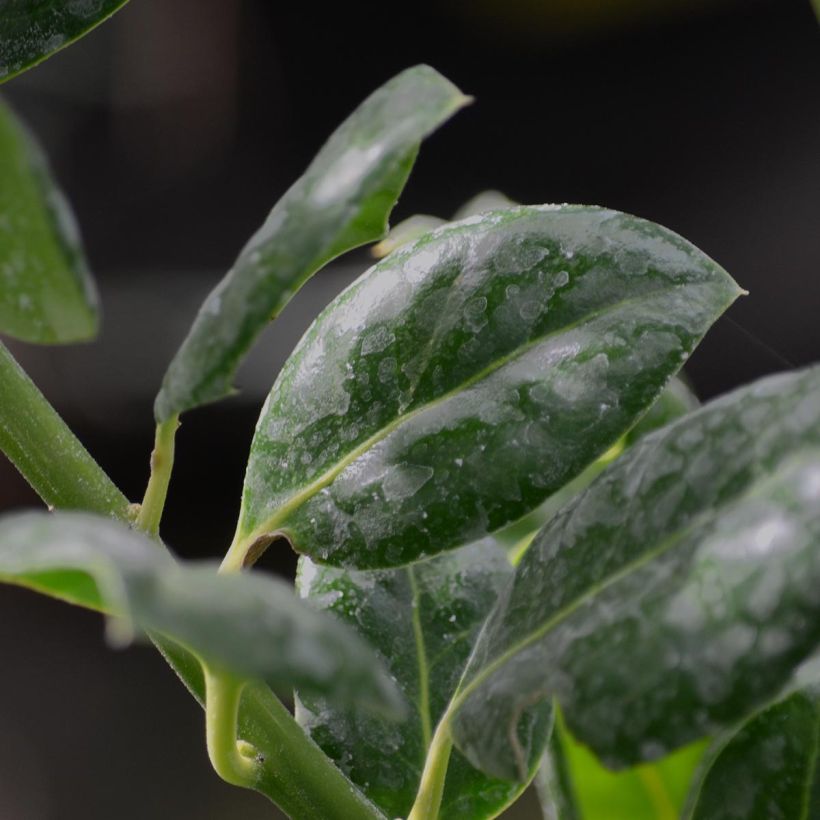 Stechpalme Nellie R. Stevens - Ilex (Laub)