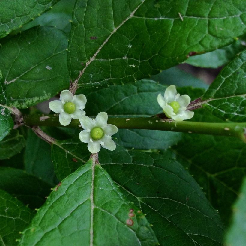 Ilex verticillata Maryland Beauty (Blüte)