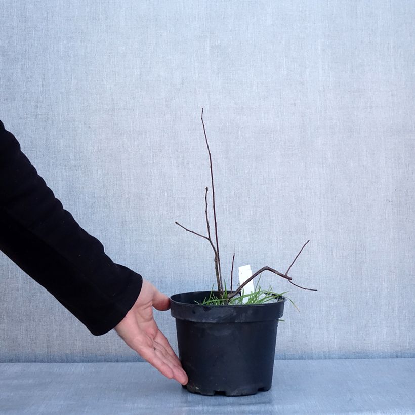 Exemplar von Ilex verticillata - Korallenhülse Topf mit 3L/4L wie im Winter geliefert