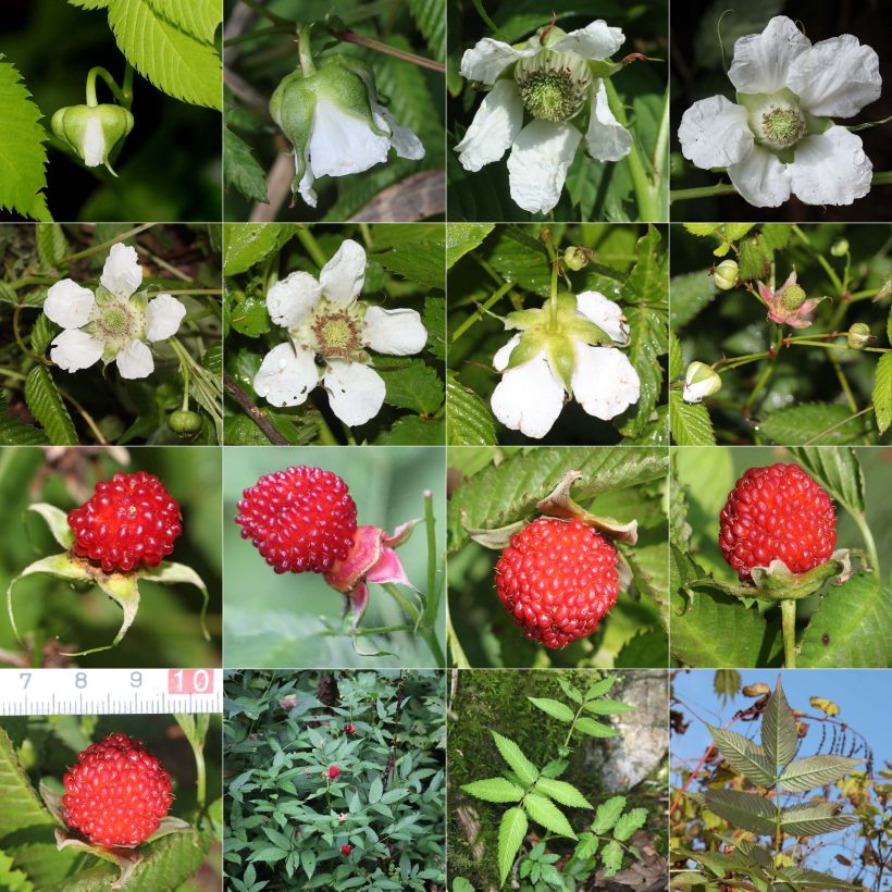 Exemplar von Erdbeer-Himbeere - Rubus illecebrosus Kleine Töpfe von 8/9 cm wie im Sommer geliefert